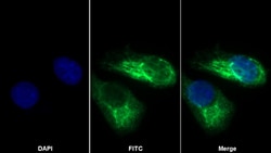 Invitrogen KRT33A Polyclonal Antibody 20 &mu;L; Unconjugated:Antibodies,