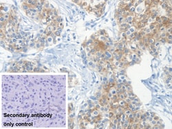 Invitrogen KRT33A Polyclonal Antibody 20 &mu;L; Unconjugated:Antibodies,