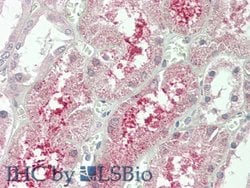 Invitrogen KLB Polyclonal Antibody:Antibodies:Primary Antibodies