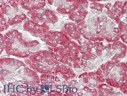 Invitrogen KLB Polyclonal Antibody:Antibodies:Primary Antibodies