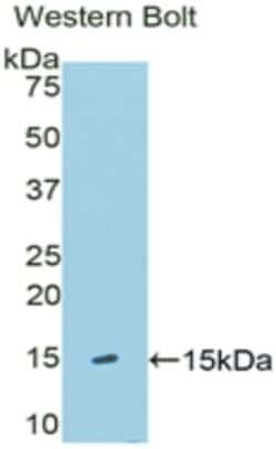 Invitrogen KLB Polyclonal Antibody:Antibodies:Primary Antibodies