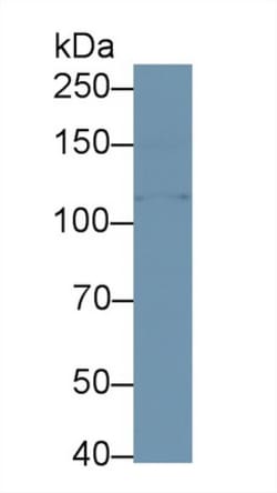 Invitrogen KLB Polyclonal Antibody 20 &mu;L; Unconjugated:Antibodies, Polyclonal