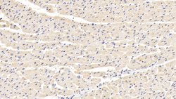 Invitrogen LDHB Polyclonal Antibody 20 &mu;L; Unconjugated:Antibodies,