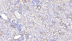 Invitrogen LDHB Polyclonal Antibody 20 &mu;L; Unconjugated:Antibodies,