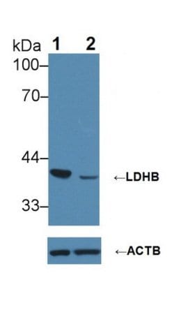 Invitrogen LDHB Polyclonal Antibody 20 &mu;L; Unconjugated:Antibodies,