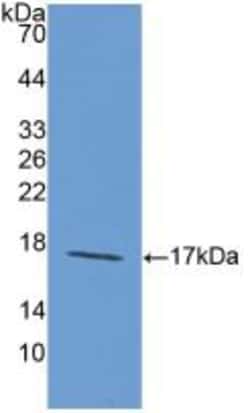 Invitrogen Laminin alpha-1 Polyclonal Antibody:Antibodies:Primary Antibodies