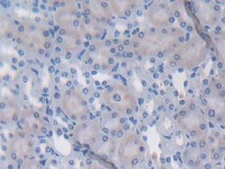 Invitrogen LTBP1 Polyclonal Antibody:Antibodies:Primary Antibodies