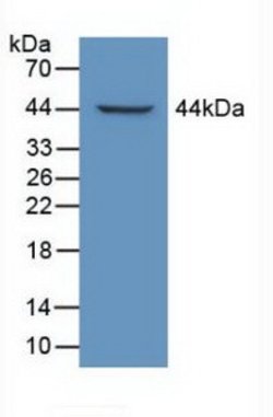 Invitrogen LTBP1 Polyclonal Antibody:Antibodies:Primary Antibodies