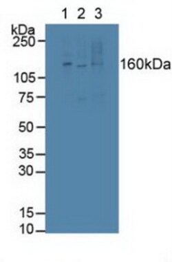 Invitrogen LTBP1 Polyclonal Antibody 200 &mu;L; Unconjugated:Antibodies,