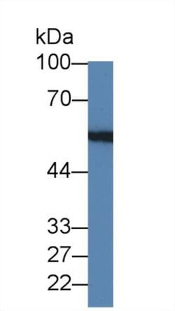 Invitrogen LMAN1 Polyclonal Antibody 200 &mu;L; Unconjugated:Antibodies,