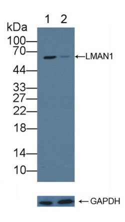 Invitrogen LMAN1 Polyclonal Antibody 200 &mu;L; Unconjugated:Antibodies,
