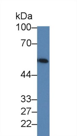 Invitrogen LMAN1 Polyclonal Antibody 200 &mu;L; Unconjugated:Antibodies,