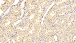 Invitrogen VIP36 Polyclonal Antibody:Antibodies:Primary Antibodies