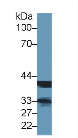 Invitrogen VIP36 Polyclonal Antibody 200 &mu;L; Unconjugated:Antibodies,