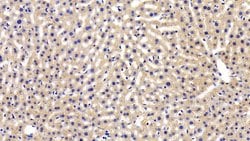 Invitrogen LEPR Polyclonal Antibody:Antibodies, Polyclonal
