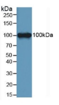 Invitrogen LEPR Polyclonal Antibody:Antibodies, Polyclonal