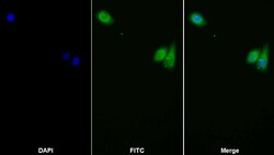 Invitrogen LEPR Polyclonal Antibody:Antibodies:Primary Antibodies