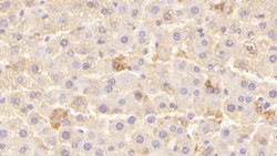 Invitrogen LEPR Polyclonal Antibody:Antibodies:Primary Antibodies