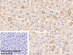 Invitrogen LEPR Polyclonal Antibody:Antibodies:Primary Antibodies