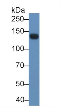Invitrogen LEPR Polyclonal Antibody:Antibodies:Primary Antibodies