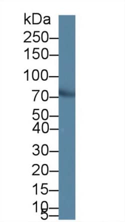 Invitrogen PIDD Polyclonal Antibody 200 &mu;L; Unconjugated:Antibodies,