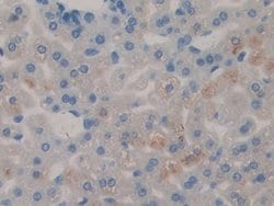 Invitrogen SERPINB1 Polyclonal Antibody:Antibodies:Primary Antibodies
