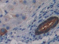Invitrogen LSR Polyclonal Antibody 20 &mu;L; Unconjugated:Antibodies, Polyclonal