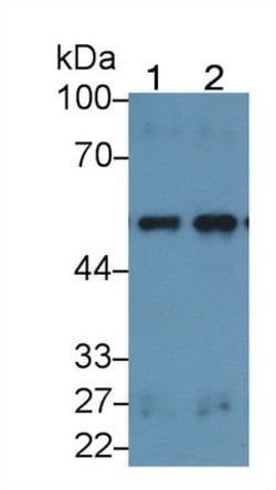 Invitrogen LSR Polyclonal Antibody 20 &mu;L; Unconjugated:Antibodies, Polyclonal