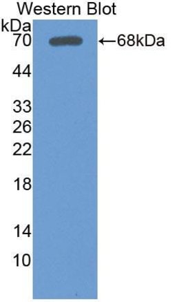 Invitrogen LSR Polyclonal Antibody 20 &mu;L; Unconjugated:Antibodies, Polyclonal