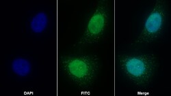Invitrogen LSR Polyclonal Antibody 20 μL; Unconjugated:Antibodies, Polyclonal
