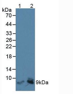Invitrogen LEAP2 Polyclonal Antibody 20 &mu;L; Unconjugated:Antibodies,