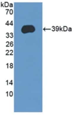 Invitrogen LEAP2 Polyclonal Antibody 20 &mu;L; Unconjugated:Antibodies,