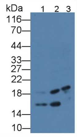 Invitrogen TDH Polyclonal Antibody 20 &mu;L; Unconjugated:Antibodies, Polyclonal