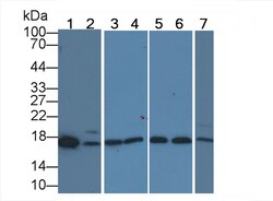 Invitrogen TDH Polyclonal Antibody 20 &mu;L; Unconjugated:Antibodies, Polyclonal