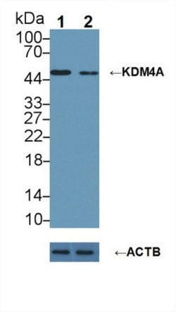 Invitrogen JMJD2A Polyclonal Antibody 20 &mu;L; Unconjugated:Antibodies,