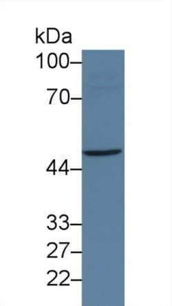 Invitrogen JMJD2A Polyclonal Antibody 20 &mu;L; Unconjugated:Antibodies,