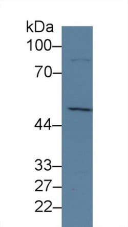 Invitrogen JMJD2A Polyclonal Antibody 20 &mu;L; Unconjugated:Antibodies,