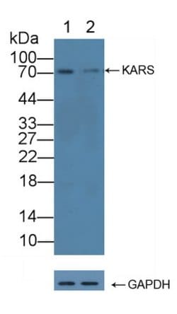 Invitrogen KARS Polyclonal Antibody 200 &mu;L; Unconjugated:Antibodies,