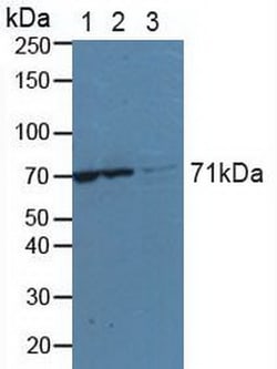 Invitrogen KARS Polyclonal Antibody 200 &mu;L; Unconjugated:Antibodies,
