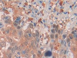 Invitrogen MIF Polyclonal Antibody 200 &mu;L | Buy Online | Invitrogen&trade; | Fisher Scientific