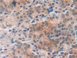 Invitrogen MIF Polyclonal Antibody 200 &mu;L | Buy Online | Invitrogen&trade; | Fisher Scientific