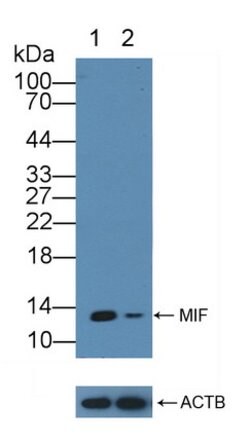 Invitrogen MIF Polyclonal Antibody 200 &mu;L | Buy Online | Invitrogen&trade; | Fisher Scientific
