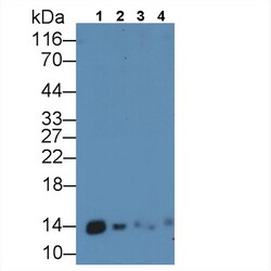 Invitrogen MIF Polyclonal Antibody 200 &mu;L | Buy Online | Invitrogen&trade; | Fisher Scientific
