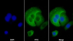 Invitrogen HLA-C Polyclonal Antibody:Antibodies:Primary Antibodies