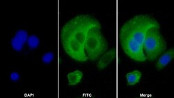 Invitrogen HLA-C Polyclonal Antibody:Antibodies:Primary Antibodies
