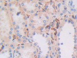 Invitrogen HLA-C Polyclonal Antibody:Antibodies:Primary Antibodies