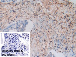 Invitrogen HLA-C Polyclonal Antibody:Antibodies:Primary Antibodies