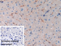 Invitrogen HLA-C Polyclonal Antibody:Antibodies:Primary Antibodies