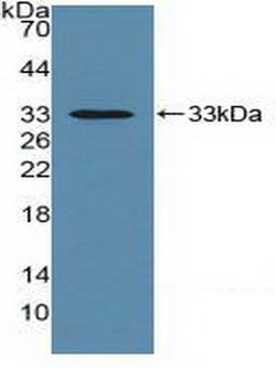 Invitrogen HLA-C Polyclonal Antibody:Antibodies:Primary Antibodies
