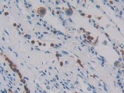 Invitrogen MASP1 Polyclonal Antibody:Antibodies:Primary Antibodies